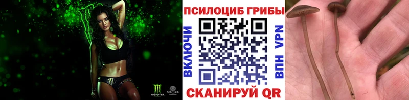 наркота  Мурманск  Псилоцибиновые грибы MAGIC MUSHROOMS 